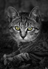 Golden Eyes