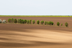 cestičkou