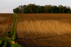 podvečerný posed