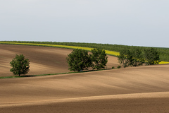 cestičkou II