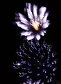 Kvet nebezký (prvomajovy ohnostr