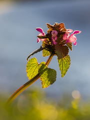 Lamium luminum