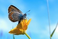 Plebeius argus