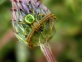 Misumenops tricuspidatus