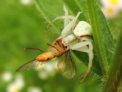 Misumena vatia