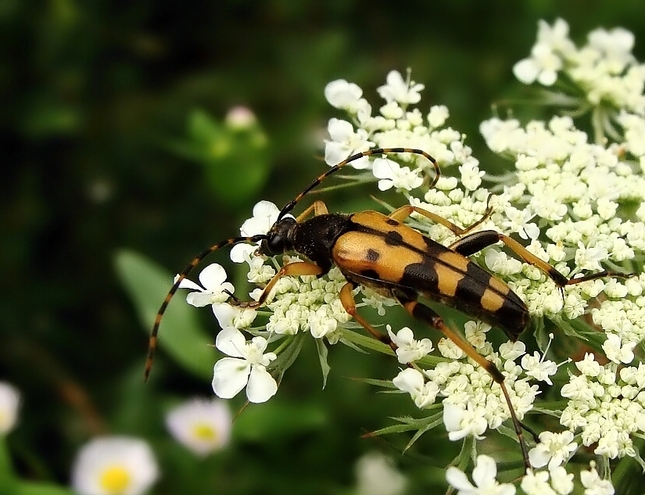 Rutpela maculata