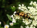Rutpela maculata