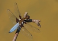 Libellula depressa