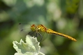 Sympetrum sanguineum
