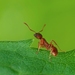 Myrmica sp.