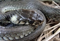 Natrix natrix