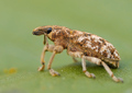 Cyphocleonus dealbatus