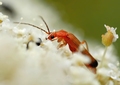 Rhagonycha fulva