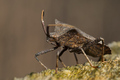 Coreus marginatus