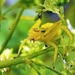 Misumena vatia