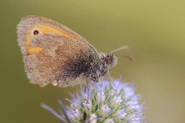 Coenonympha pamphilus