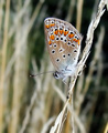 Polyommatus icarus