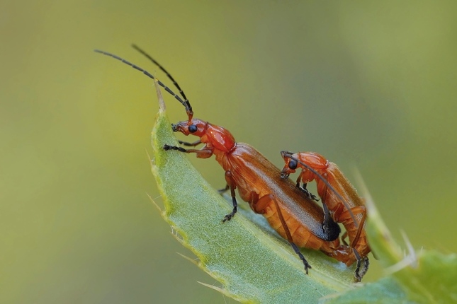 Rhagonycha fulva
