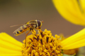 Syrphidae sp.