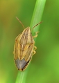 Aelia acuminata