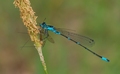 Coenagrion pulchellum