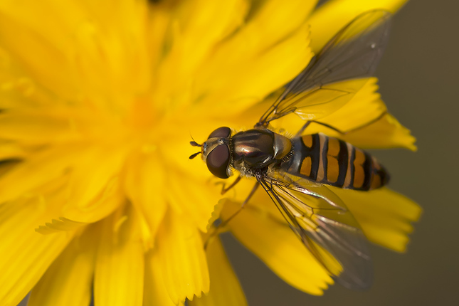 Episyrphus balteatus