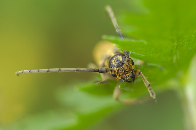 Phytoecia nigricornis