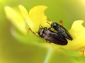 Coraebus elatus