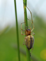 Cheiracanthium erraticum