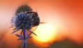 Apis mellifera