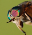 Tabanus bovinus