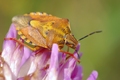 Carpocoris cf. purpureipennis