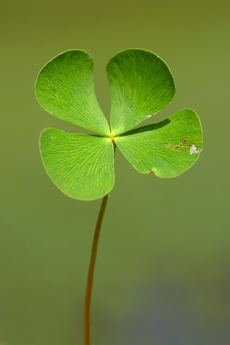 Marsilea quadrifolia