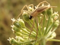 Tibellus oblongus