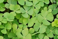 Marsilea quadrifolia