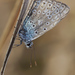 Polyommatus icarus