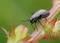 Orthocephalus saltator