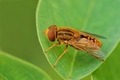 Parhelophilus cf. versicolor