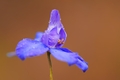 Consolida regalis