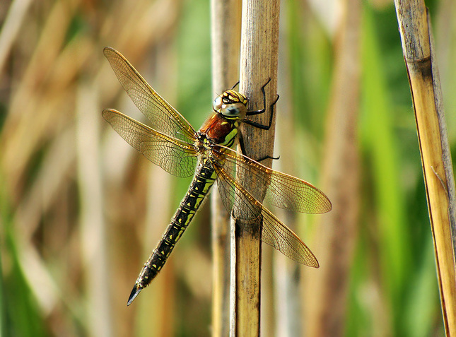 Brachytron pratense