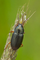Amara chaudoiri incognita