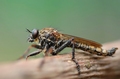 Asilidae sp.
