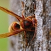 Vespa crabro