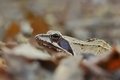 Rana dalmatina