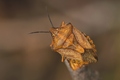Carpocoris cf. purpureipennis