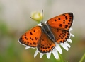 Lycaena thersamon