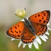 Lycaena thersamon