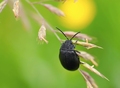 Galeruca tanaceti