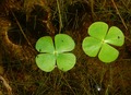 Marsilea quadrifolia