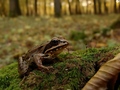 Rana dalmatina